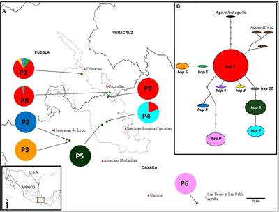 Phylogeography and Genetic Diversity in a Southern North American Desert: Agave kerchovei From the Tehuacán-Cuicatlán Valley, Mexico